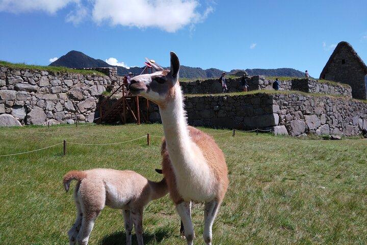 Private Tour in Machu Picchu