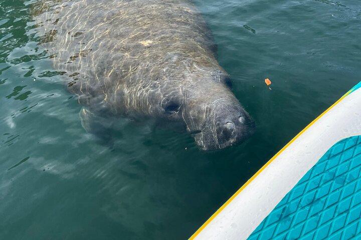 Crystal River Paddle Board Rental | 2 Hour | See The Manatees!