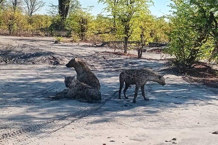 3 Day Botswana Safari Khwai Concession Shared Tour