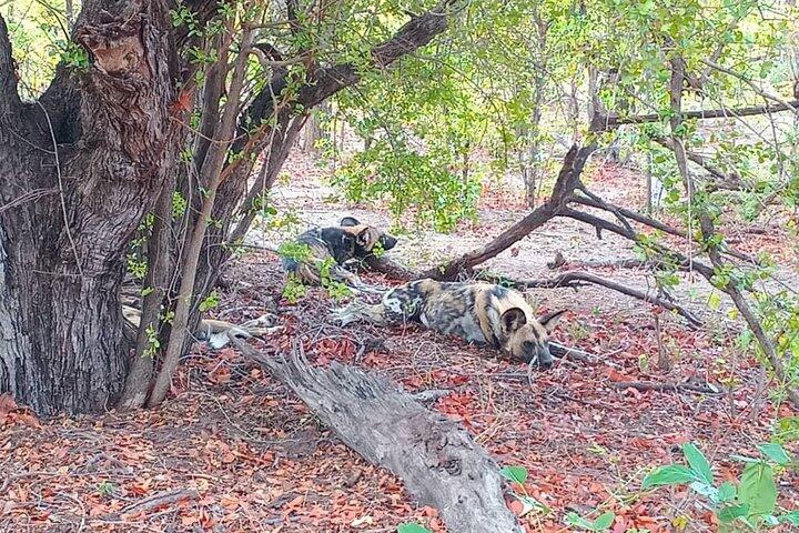 3 Day Botswana Safari Khwai Concession Shared Tour
