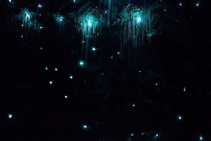 Brisbane: Glow Worms, Sunset, Telescope Stargazing & Dinner