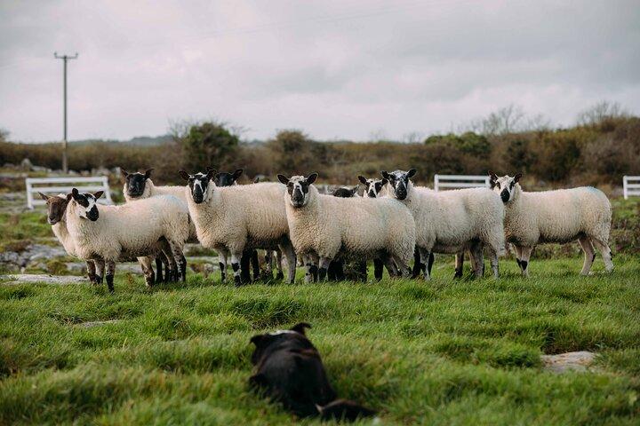 From Dublin: Wicklow, Glendalough, Waterfall & Sheepdog demo