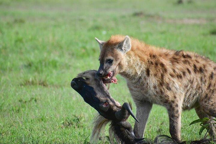 3-Day Serengeti National Park Private Multi-day Tours
