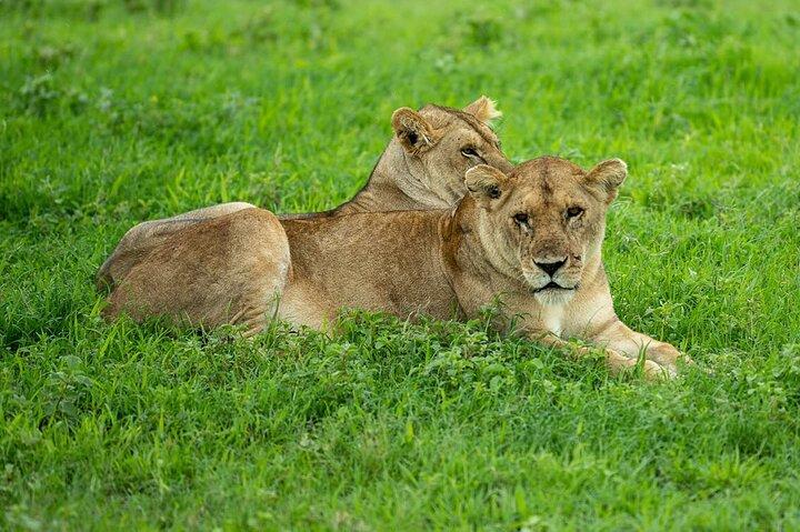 3-Day Serengeti National Park Private Multi-day Tours