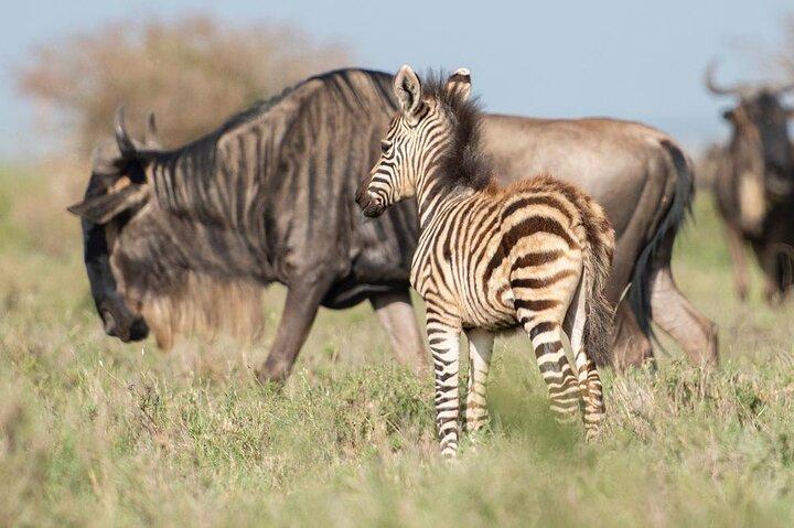 3-Day Serengeti National Park Private Multi-day Tours