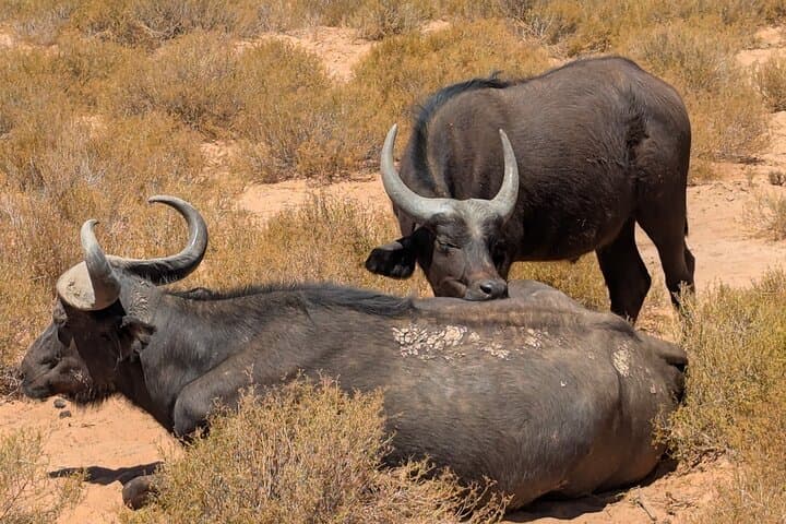 Aquila Game Reserve Afternoon Safari Private Tour
