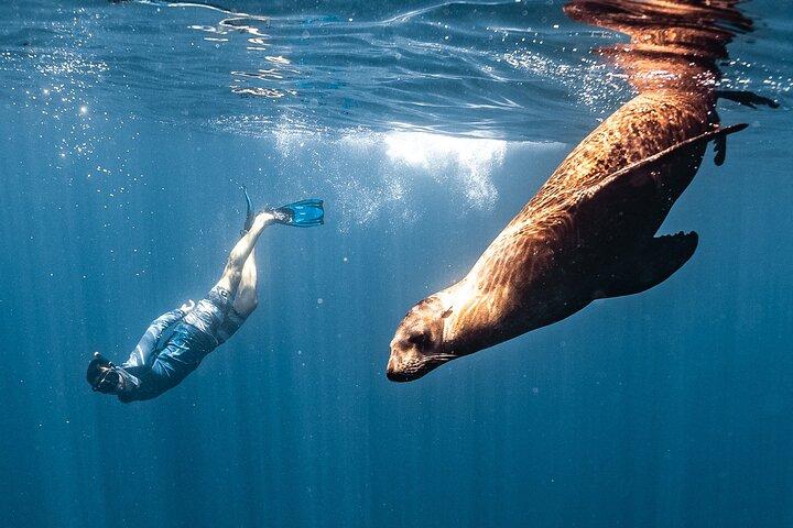 Open Ocean Safari and Whale Watching