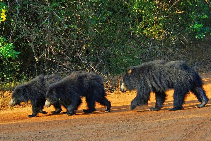 Wilpattu Wild Safari Day Trip - Private & All Inclusive
