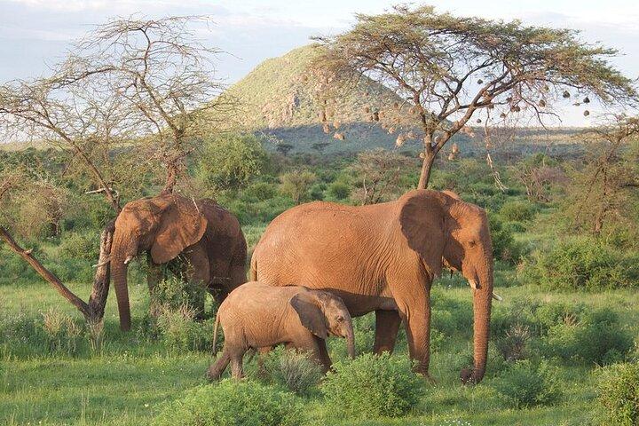 7 Days Maasai Mara Lake Nakuru Lake Naivasha and Samburu Safari