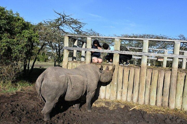 Nairobi: Ol Pejeta Conservancy Day Trip with Game Drives