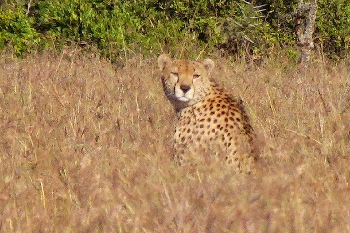 Nairobi: Ol Pejeta Conservancy Day Trip with Game Drives