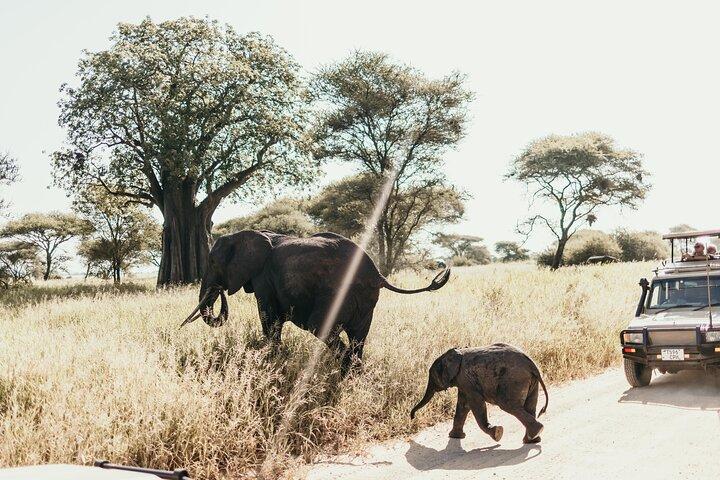 Tanzania Big 3 Safari 5 Days Tarangire, Serengeti and Ngorongoro