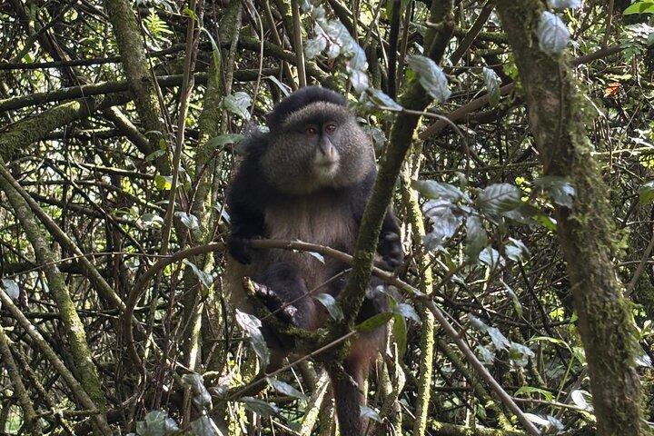 1 Day Kibale National Park