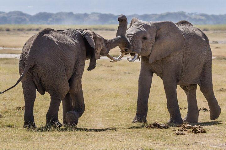 Amboseli National Park Game Drive Day Trip
