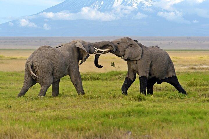 Amboseli National Park Guided Day Tour with Park Fees