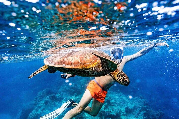 Swim With The Turtles Rarotonga