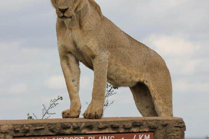 Giraffe Centre Nairobi City Tour Explore
