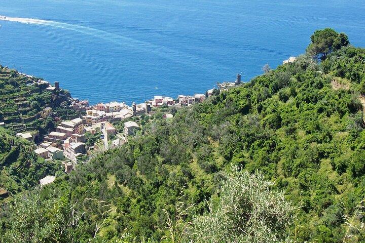Olive grove tour with wine and oil tasting of the Cinque Terre