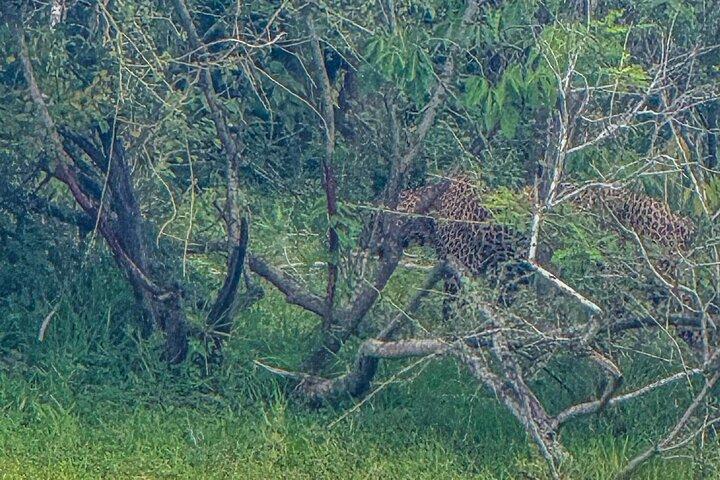 Safari with Sheran Udawalawe National Park