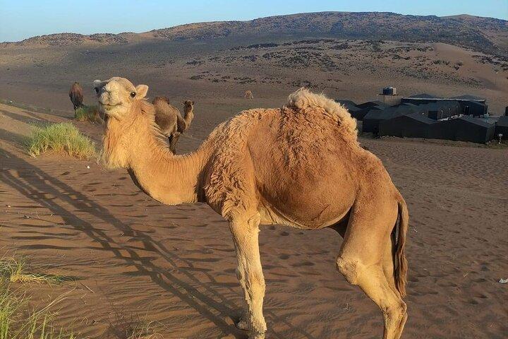 Marrakech To Zagora Tour 2 Days - Marrakech To Zagora