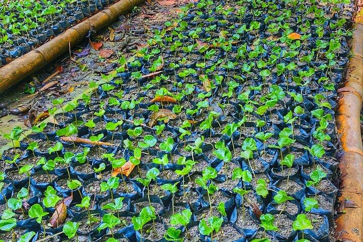 Magic Minca : Waterfalls, Cocoa Workshop and Coffee From Santa Marta