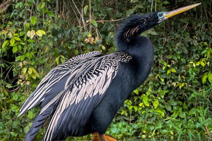 Tortuguero Sunrise Canoe Tour – Coffee, Binoculars & Wildlife