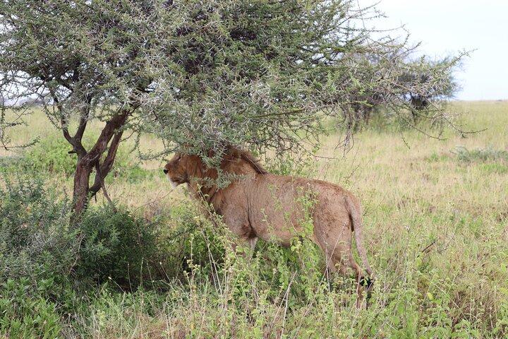 4-Days Group Camping Tour to Tarangire Serengeti Ngorongoro