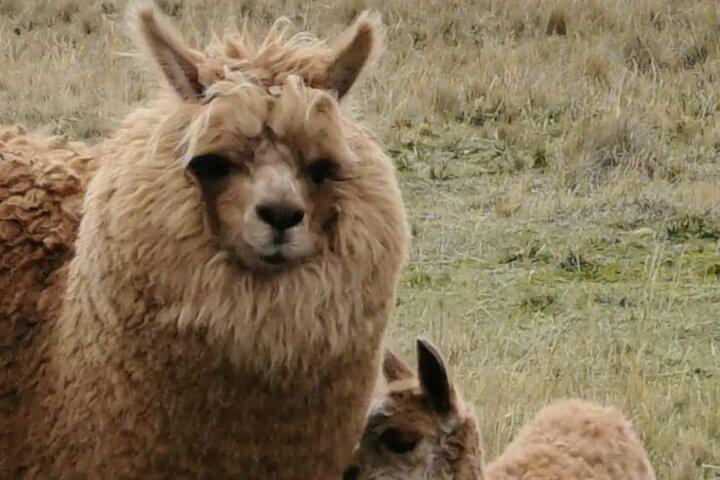 Cotopaxi National Park from Quito