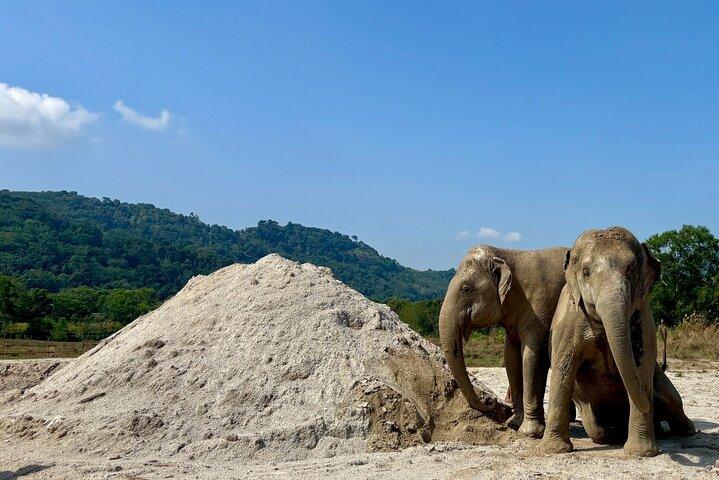 Phuket: Elephant Nature Walk - Guided Tour with Transport