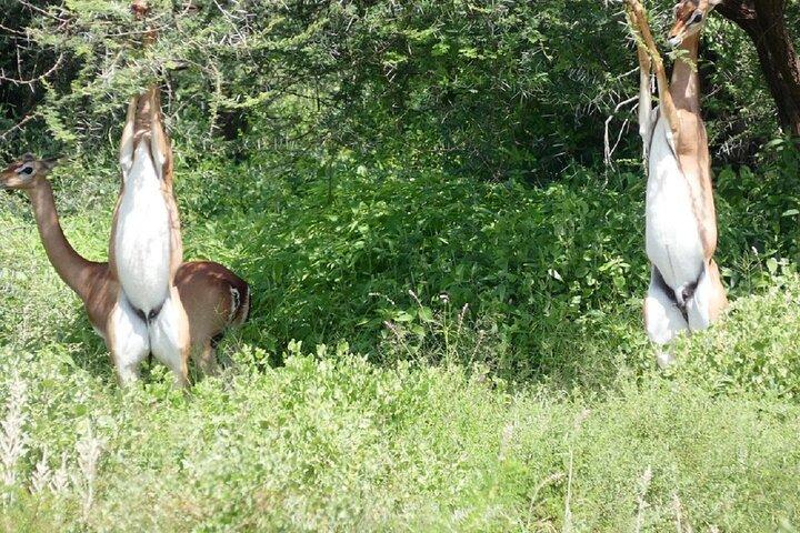 Nairobi: 2-Day Lake Nakuru & Lake Naivasha Safari with Boat Ride