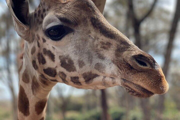 Nairobi: Karen Blixen Museum, Giraffe Center and Kobe Beads Tour
