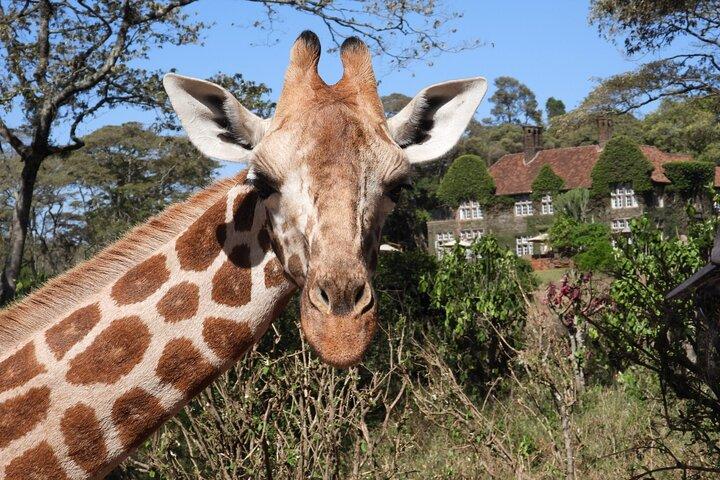 Kenya Nature and Wildlife Multi Day Tour