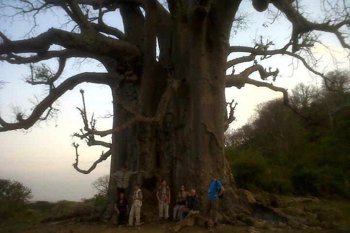 2 Days Tarangire and Ngorongoro Crater Safari from Zanzibar