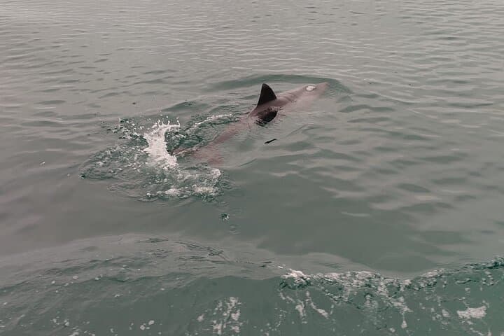 Cape Town Ocean Safari 1 Hour