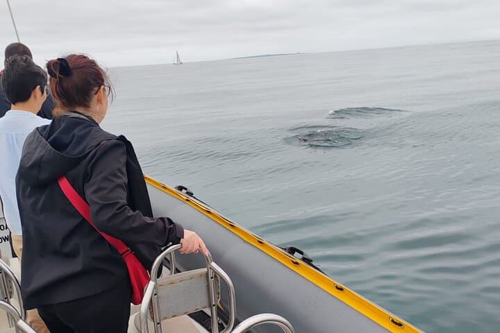 Cape Town Ocean Safari 1 Hour