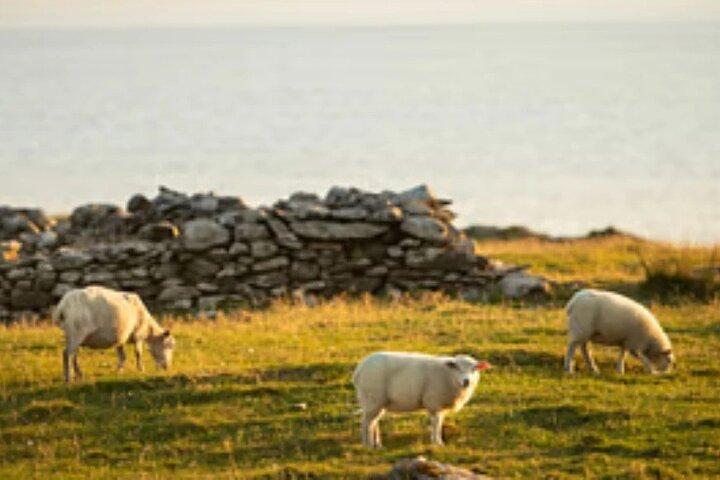 Ring of Kerry & Skellig Ring tour from Killarney, Kerry. Guided