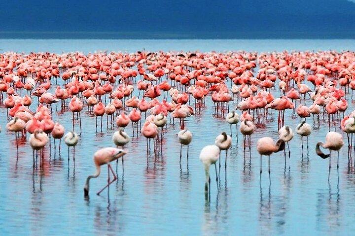Shared 2 Day Nairobi Lake Elementaita Tour