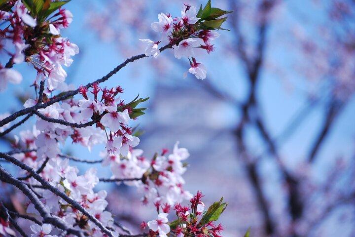 Explore Himeji Castle a Guided Walking Tour