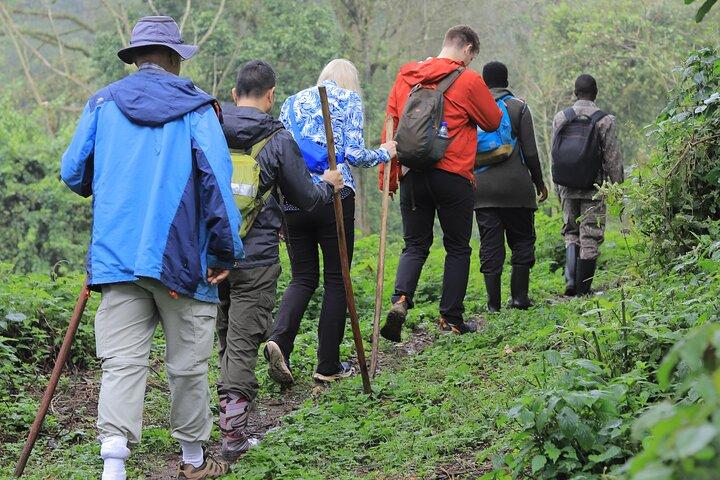 3 Day Gorilla Trekking Tour to Bwindi Forest Uganda