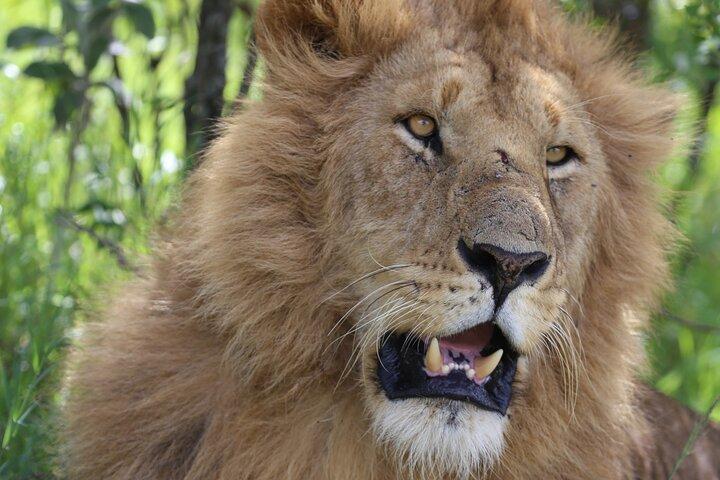 5 Day Safari Explore Masai Mara, Lake Naivasha and Nakuru