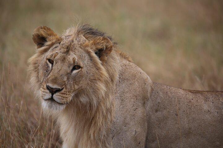 5 Day Safari Explore Masai Mara, Lake Naivasha and Nakuru