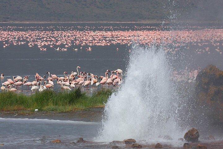 2 Day Lake Bogoria and Lake Nakuru National Park Safari