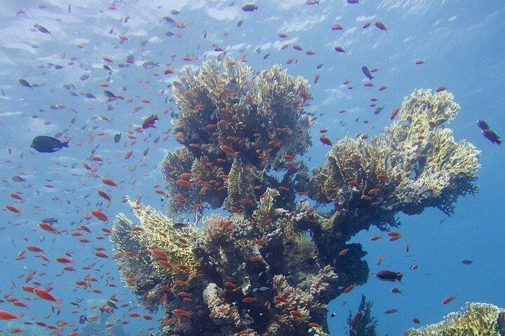 Ras Mohamed Snorkeling Tour by Bus – Sharm El Sheikh Trip