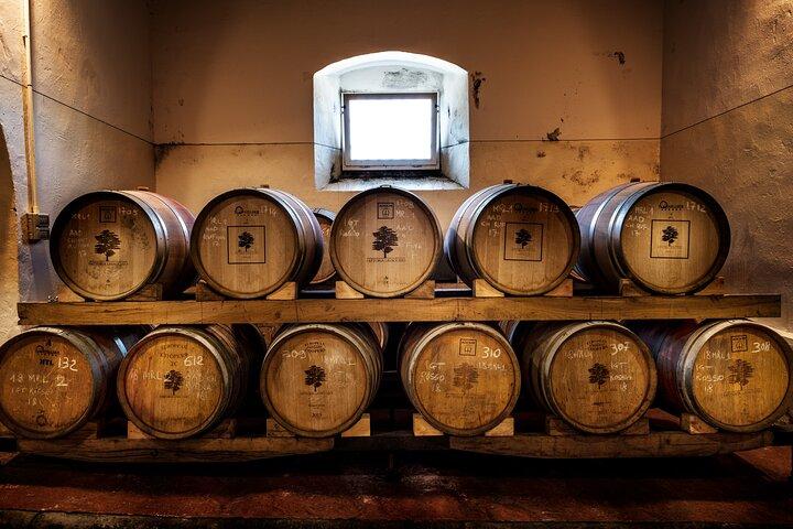 Organic Wine and Gourmet experience in Tuscany Chianti hills