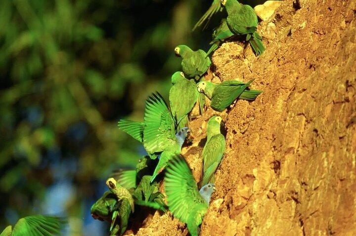 Manu National Park Tour 4 Days of Nature Wildlife and Adventure