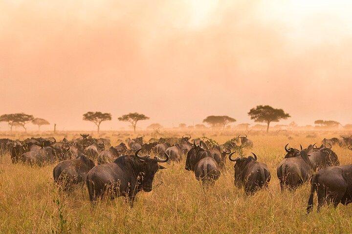 11 Days Tanzania Safari with Kilimanjaro Combo Tour