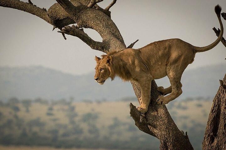 11 Days Tanzania Safari with Kilimanjaro Combo Tour