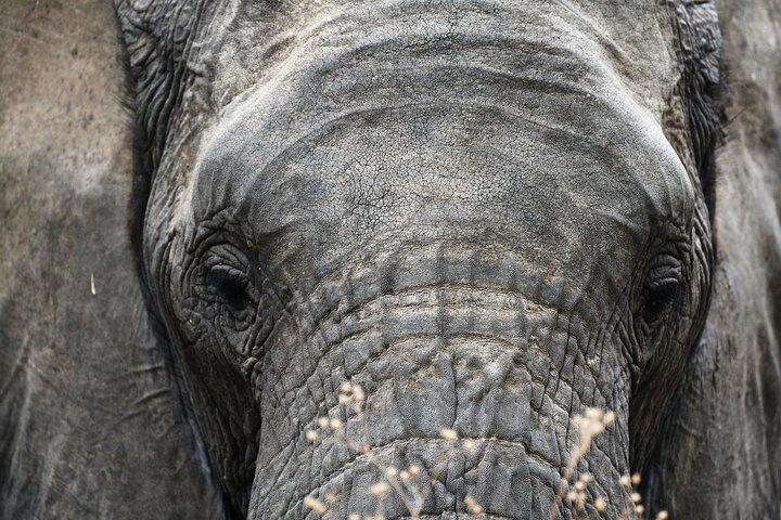11 Days Tanzania Safari with Kilimanjaro Combo Tour