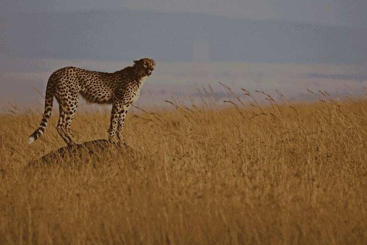 10 Days Tanzania Safari and Zanzibar Beach Holiday Combo