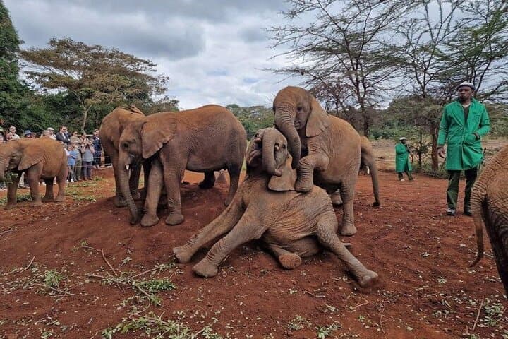 Half Day Excursion Tour in Nairobi